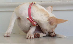 15 vanliga allergener hos hundar